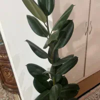 گل اپارتمانی