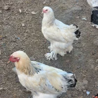 مرغ وخروس برهمااصل