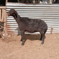 میش مو فر افشار وبز