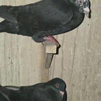 دورگ درجه یک ذات فولاد|پرنده|شوشتر, |دیوار