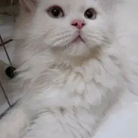 پرشین