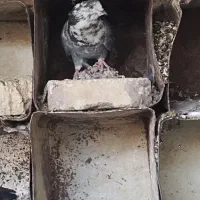 کفتر|پرنده|هرند, |دیوار