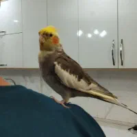 عروس هلندی نر سخنگو