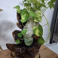 گلدان چوب وشیشه