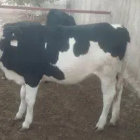 گوساله ماده