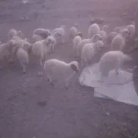 بره نر|حیوانات مزرعه|جیرفت, |دیوار