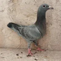 سه تا جوجه نر