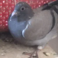 کبوترپلاکی وجوجه|پرنده|ایذه, |دیوار