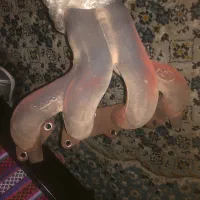 منیفولد دود تیبا