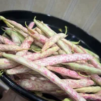 محصولات محلی/لوبیا چیتی/استانبولی/لوبیا کشاورزی