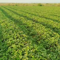 نهال توت فرنگی سابرینا و کاموروس|خدمات باغبانی و درختکاری|خان ببین, |دیوار