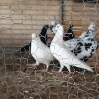 کبوتر|پرنده|یزد, |دیوار
