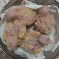 فروش عروس هلندی.برزیلی از سالن پرورش بازدید صحنه|پرنده|صحنه, |دیوار