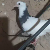 جوجه طوقی|پرنده|ایذه, |دیوار