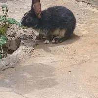 خرگوش