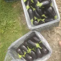 بادمجان۱۵۷۴