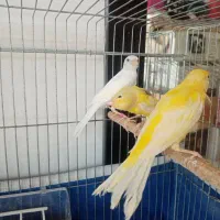 فروش جوجه قناری|پرنده|یزد, |دیوار