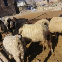 یک رائس بز نر سه ساله