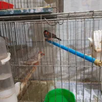 3جفت فنج با3قفس وتمام وسایل یکجاوهم جفت تکی|پرنده|پاکدشت, پاکدشت (مامازند)|دیوار