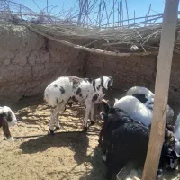 بره چاق درجه