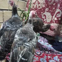 فروش بوقلمون|حیوانات مزرعه|رانکوه, |دیوار