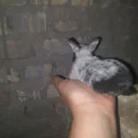 باسلام فروش خرگوش نازو کوچک اندازه کف دست|موش و خرگوش|مهریز, |دیوار