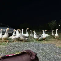 پرنده
