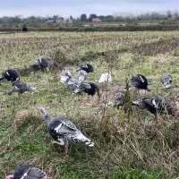 بوقلمون محلی نروماده|حیوانات مزرعه|طاهرگوراب, |دیوار