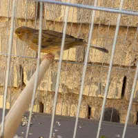 اهواز حمیدیه|پرنده|حمیدیه, |دیوار