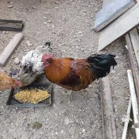 خروس جوان محلی