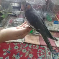 پرنده|پرنده|شهرکرد, |دیوار