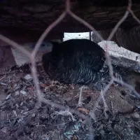 فروش سه عدد مرغ محلی وبوقلمون|حیوانات مزرعه|عطاملک, |دیوار