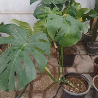 گل و گلدان|گل و گیاه طبیعی|یزد, |دیوار