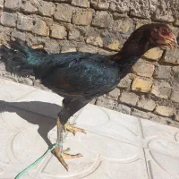 مرغ لاری|حیوانات مزرعه|شیراز, کوشک میدان|دیوار