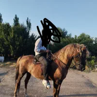 اسب کرد نریون|اسب و تجهیزات اسبسواری|تبریز, |دیوار