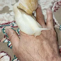 فروش حلزون