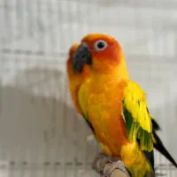 جفت خورشیدی مولد