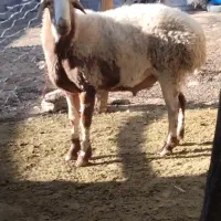 1234|حیوانات مزرعه|دینور, |دیوار