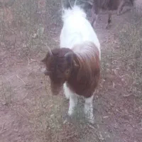 بزغاله تو پر و سالم