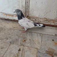 ۳تا پرشی|پرنده|جزنیک, |دیوار