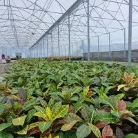 مشاوره و ساخت گلخانه های صنعتی