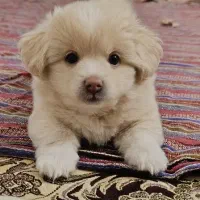 توله پامر اشپیتز