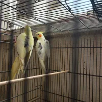 عروس هلندی|پرنده|قشم, |دیوار