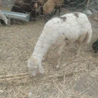 قوچ جوان تیزران|حیوانات مزرعه|گنبد کاووس, |دیوار