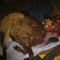 فروش بره نر گیج سربریده فوری