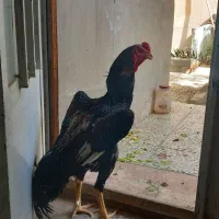 مرغ وخروس اوشامو|حیوانات مزرعه|تهران, نازیآباد|دیوار