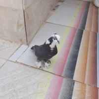 بصراوی سیاه