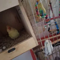 طوطی برزیلی