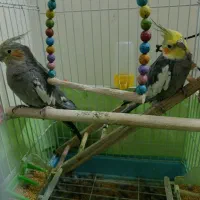 عروس هلندی مولد