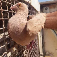 زرد سوری|پرنده|شوشتر, |دیوار